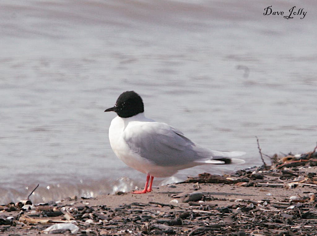 Little Gull|小鸥 参考照片