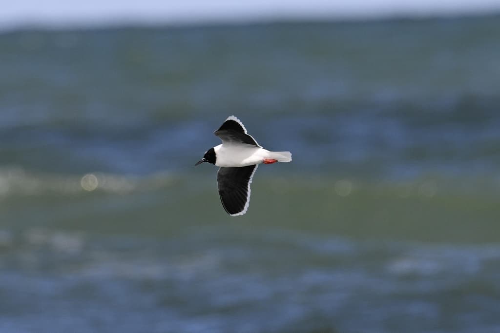 Little Gull|小鸥 参考照片