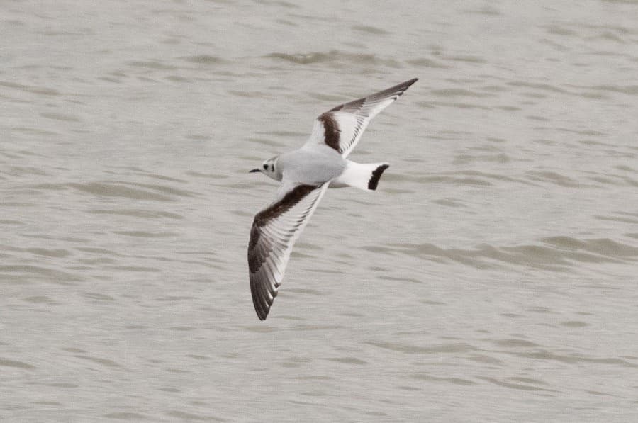 Little Gull|小鸥 参考照片