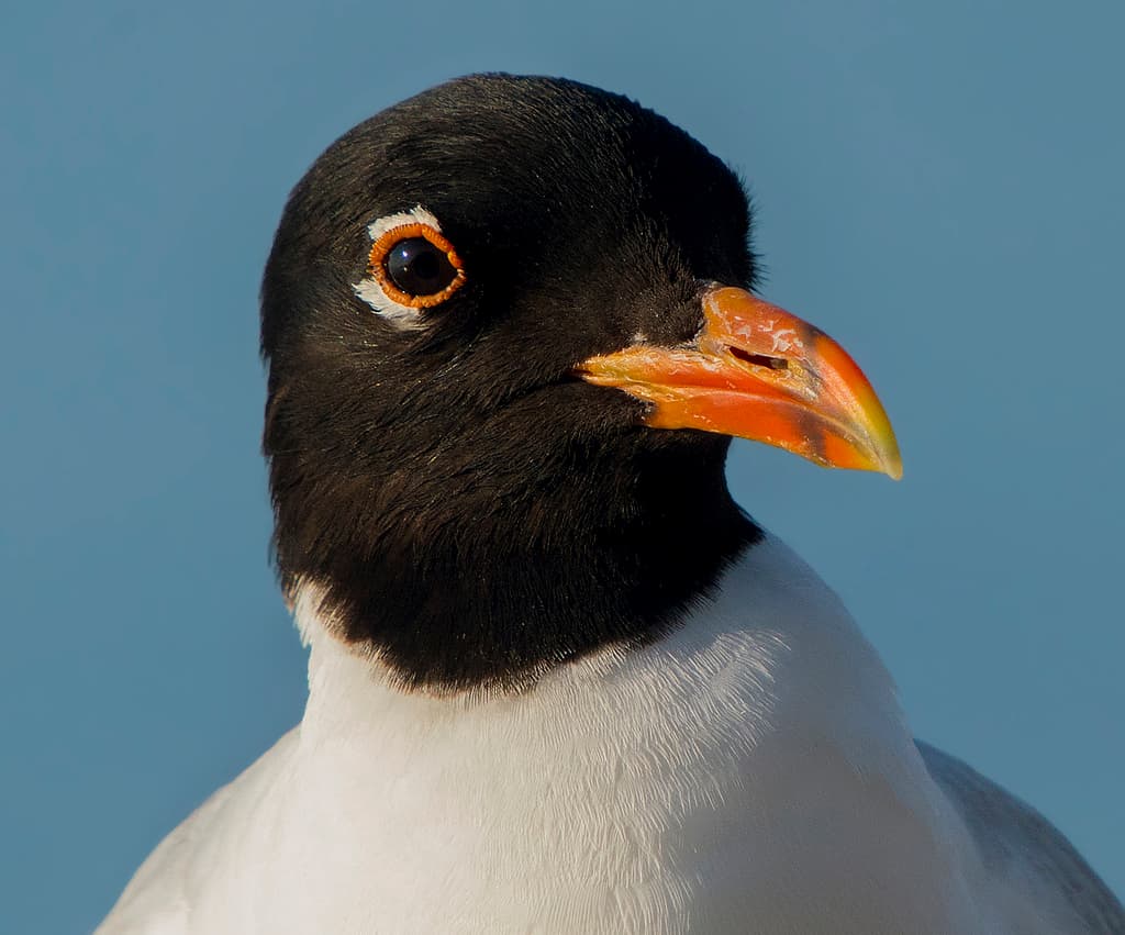 Mediterranean Gull|地中海鸥 参考照片
