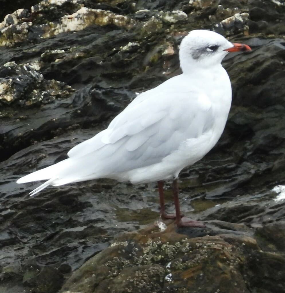 Mediterranean Gull|地中海鸥 参考照片