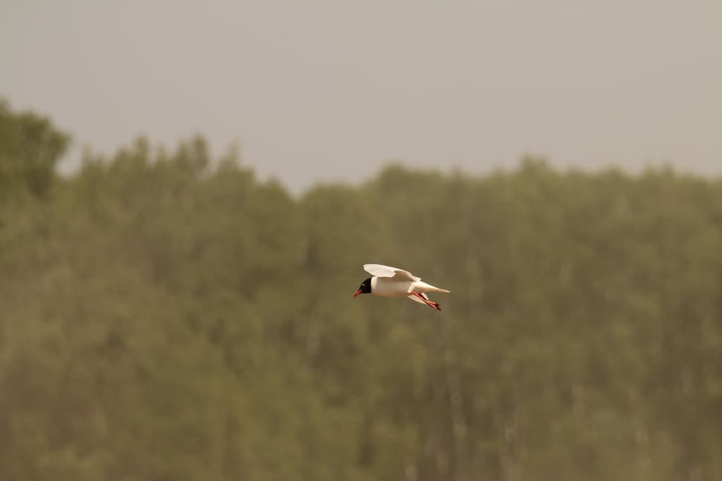 Mediterranean Gull|地中海鸥 参考照片