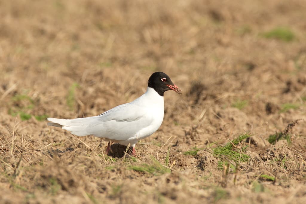 Mediterranean Gull|地中海鸥 参考照片