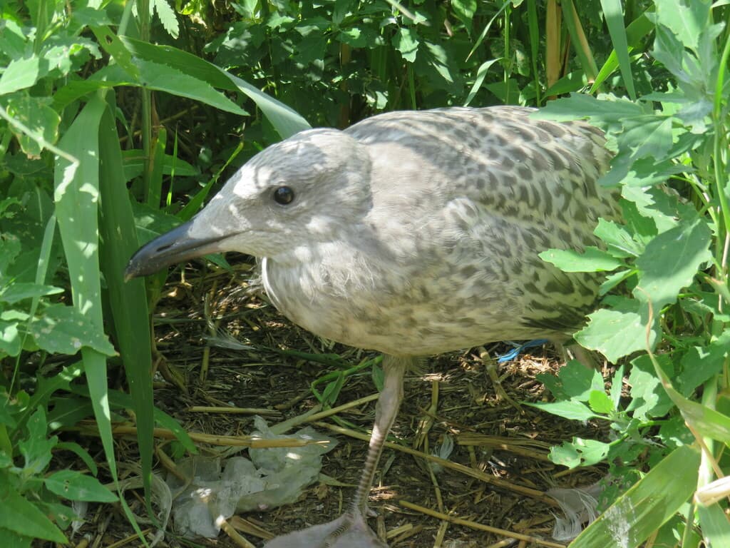 Mongolian Gull|蒙古银鸥 参考照片