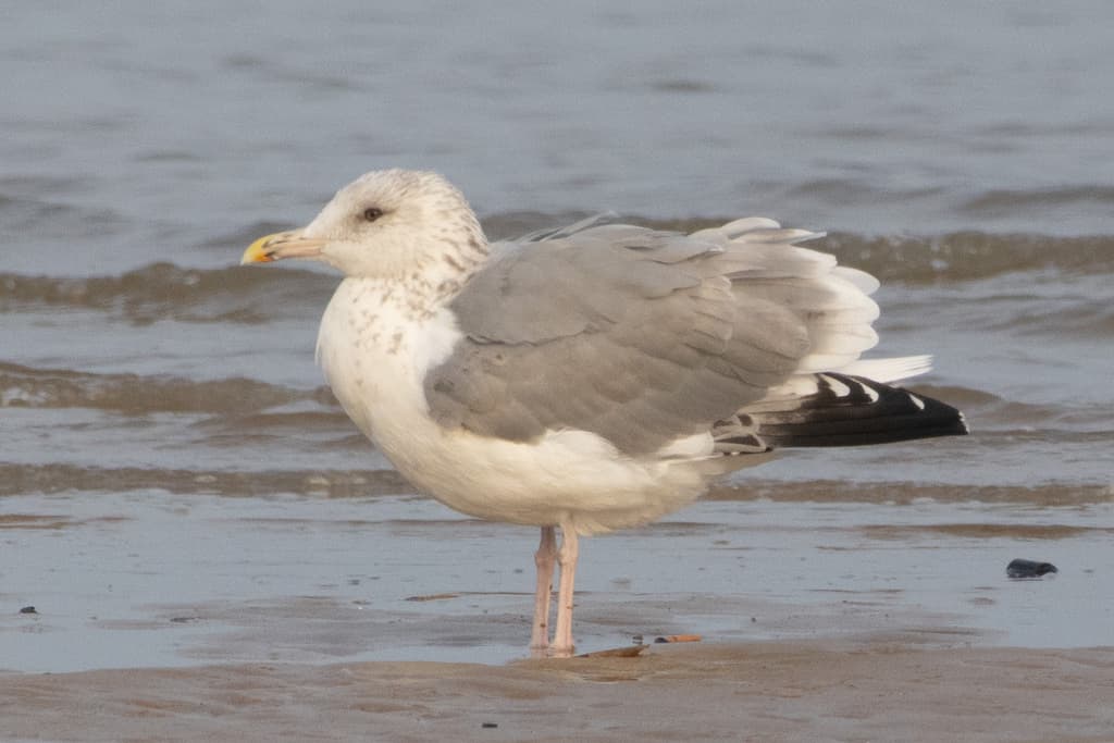 Mongolian Gull|蒙古银鸥 参考照片