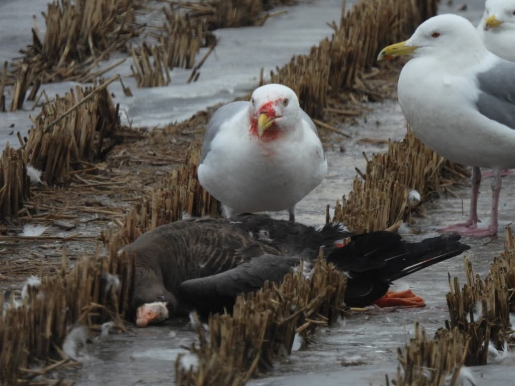 Mongolian Gull|蒙古银鸥 参考照片