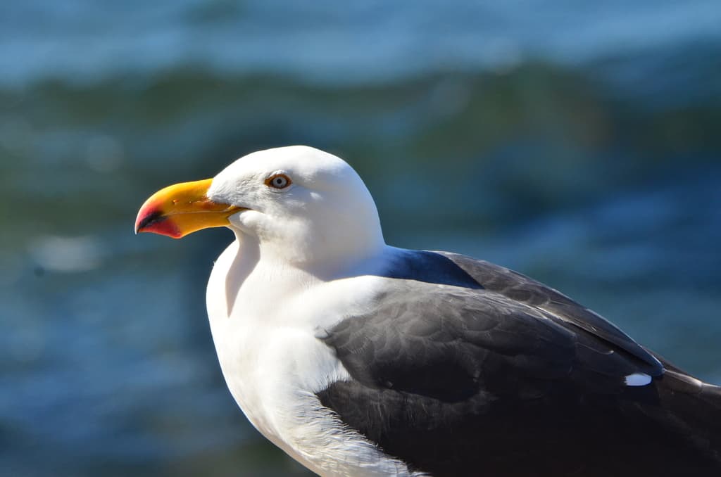 Pacific Gull|太平洋鸥 参考照片