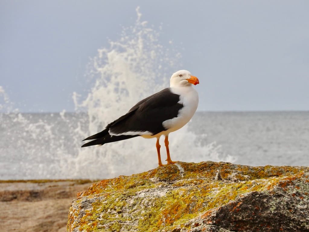 Pacific Gull|太平洋鸥 参考照片