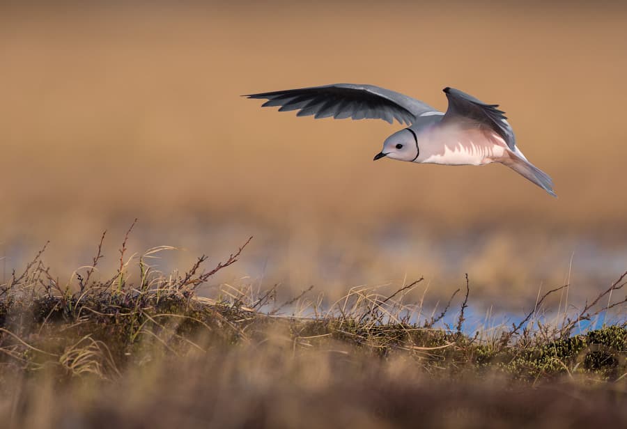 Ross’s Gull|罗斯鸥 参考照片