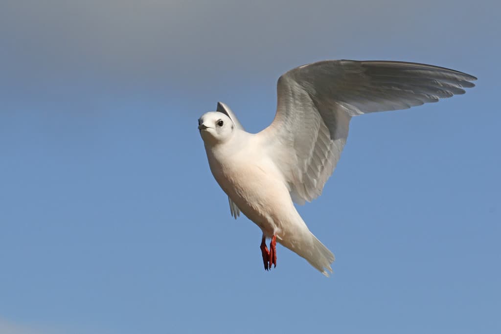 Ross’s Gull|罗斯鸥 参考照片