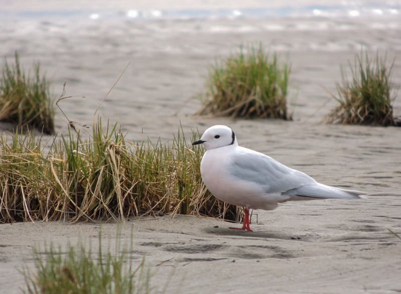 Ross’s Gull|罗斯鸥 参考照片
