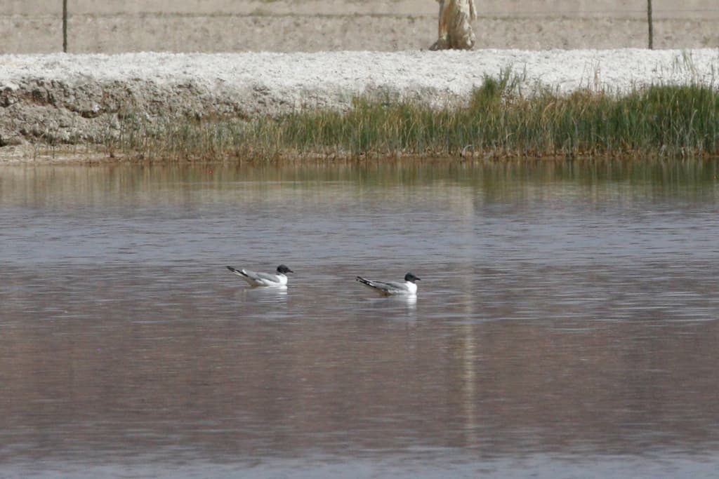 Sabine’s Gull|叉尾鸥 / 萨宾鸥 参考照片