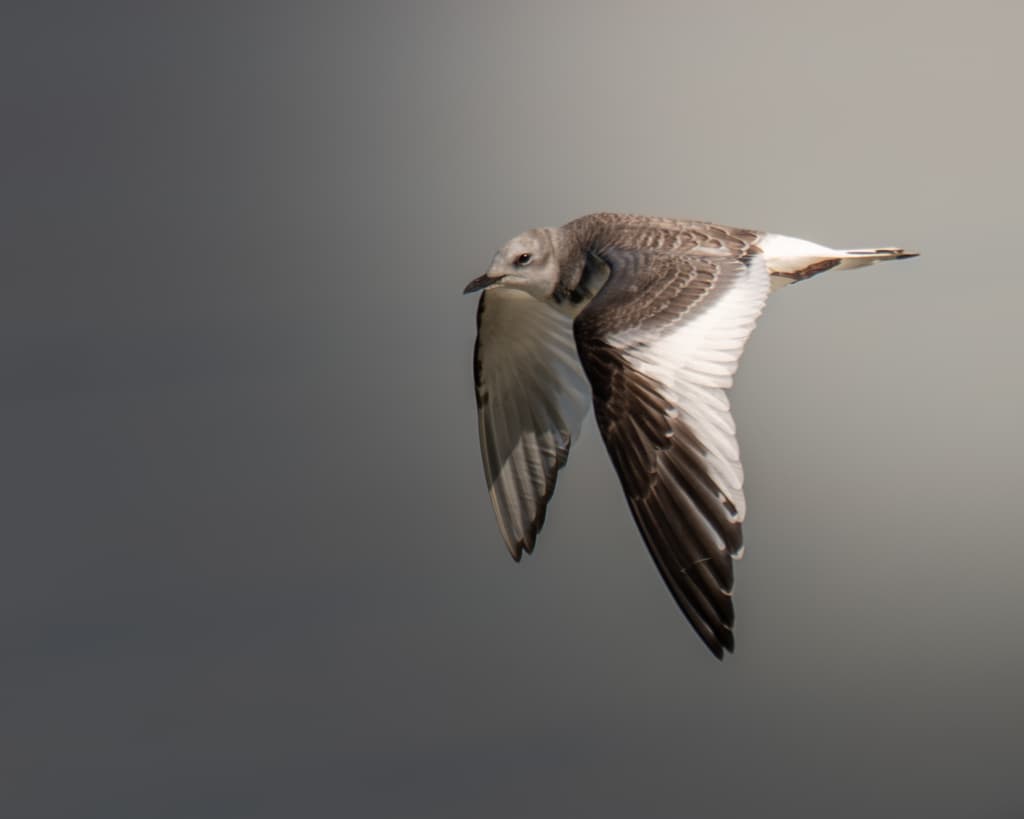 Sabine’s Gull|叉尾鸥 / 萨宾鸥 参考照片