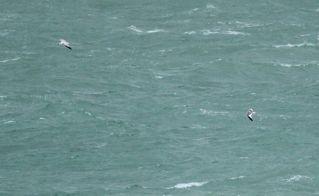 Sabine’s Gull|叉尾鸥 / 萨宾鸥 参考照片