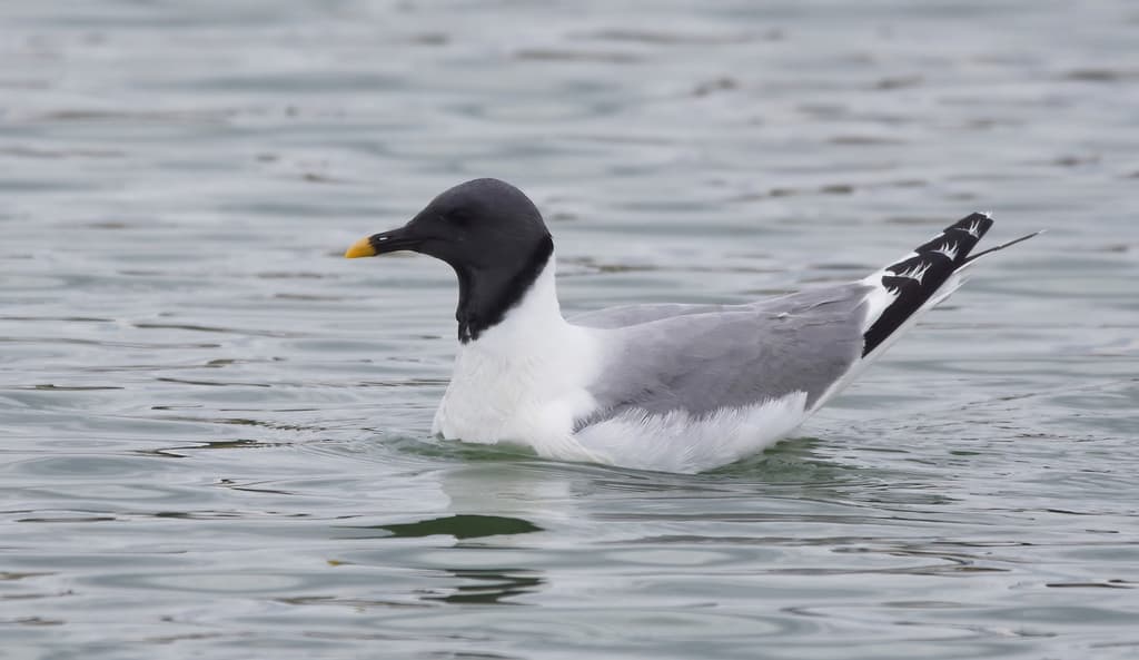 Sabine’s Gull|叉尾鸥 / 萨宾鸥 参考照片