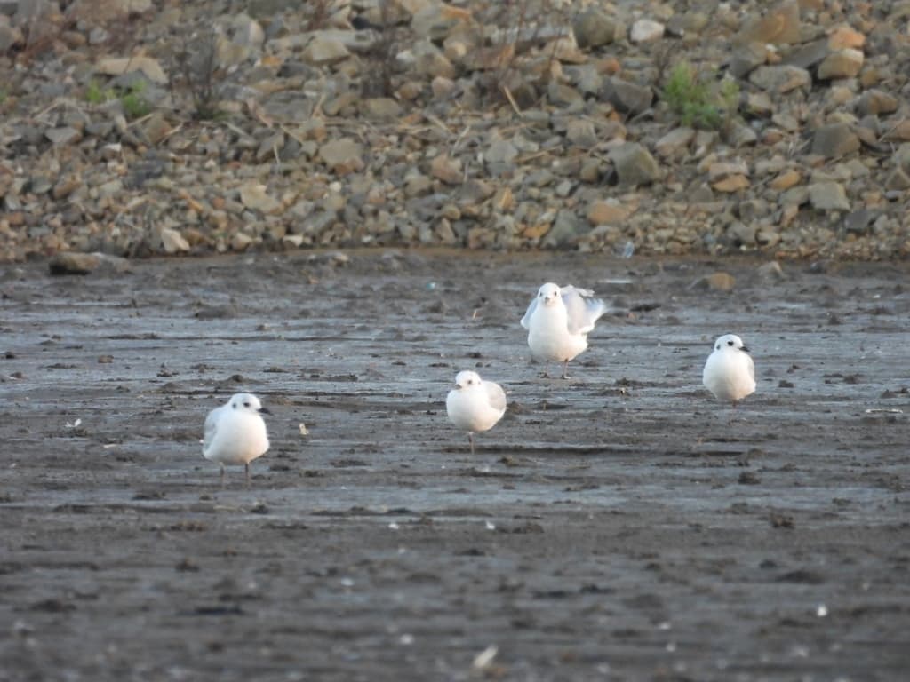 Saunders’s Gull|黑嘴鸥 参考照片