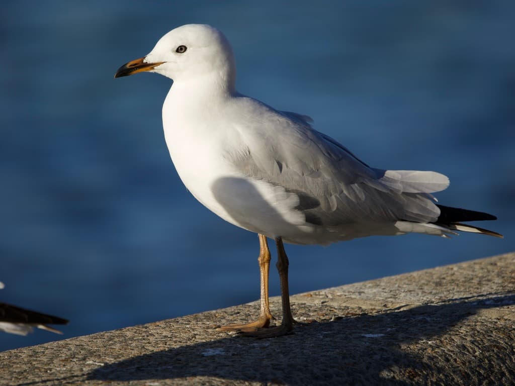 Silver Gull|澳洲银鸥 参考照片