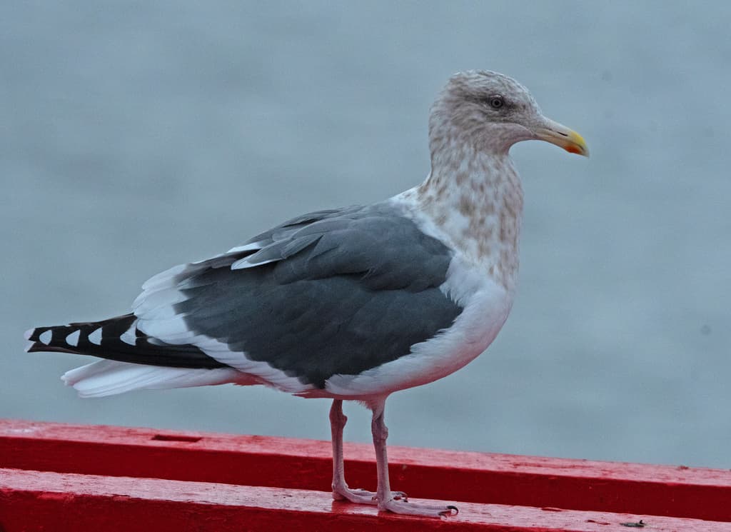 Slaty-backed Gull|灰背鸥 参考照片