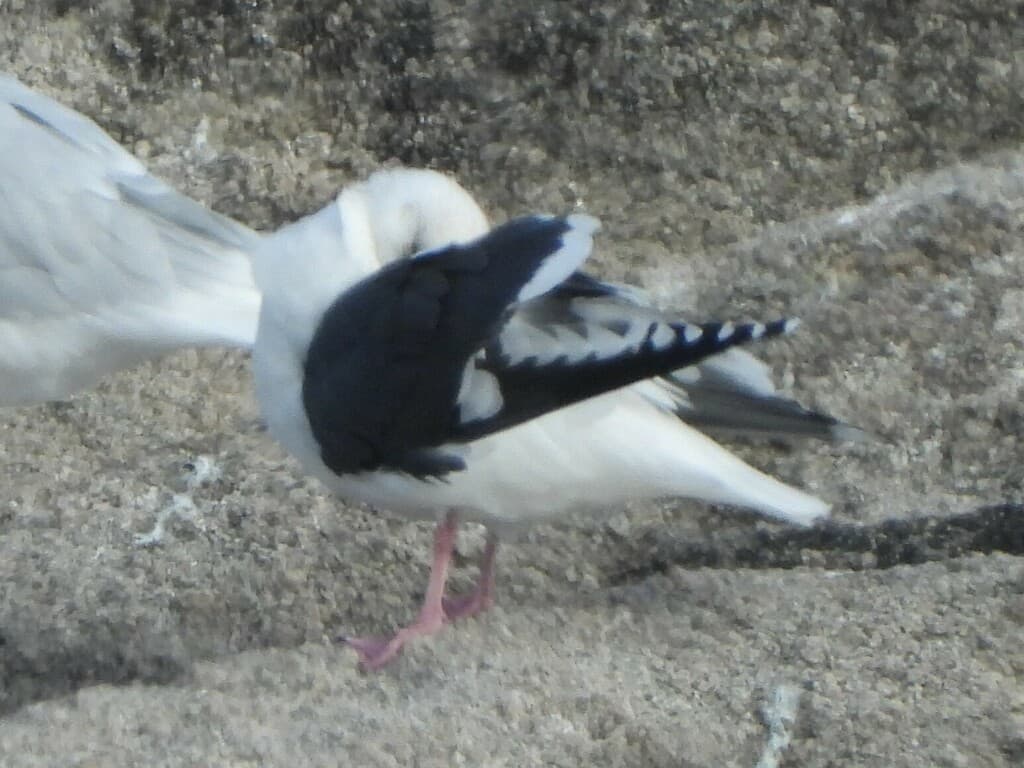 Slaty-backed Gull|灰背鸥 参考照片