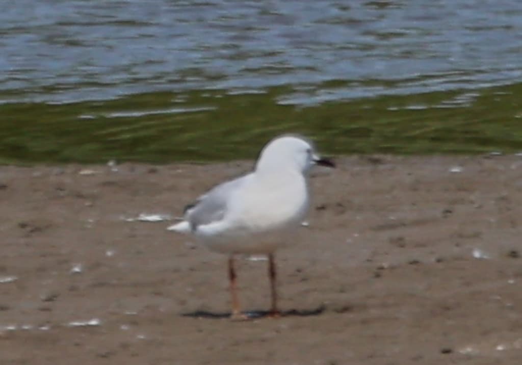 Slender-billed Gull|细嘴鸥 参考照片