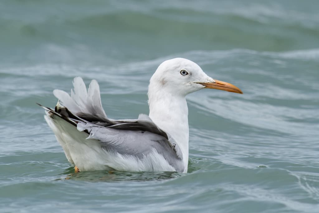 Slender-billed Gull|细嘴鸥 参考照片