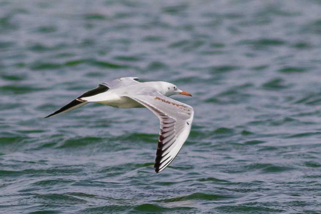 Slender-billed Gull|细嘴鸥 参考照片