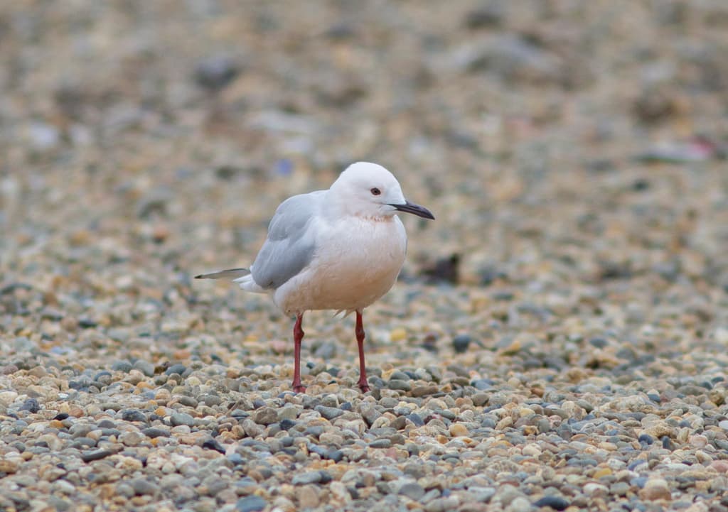 Slender-billed Gull|细嘴鸥 参考照片
