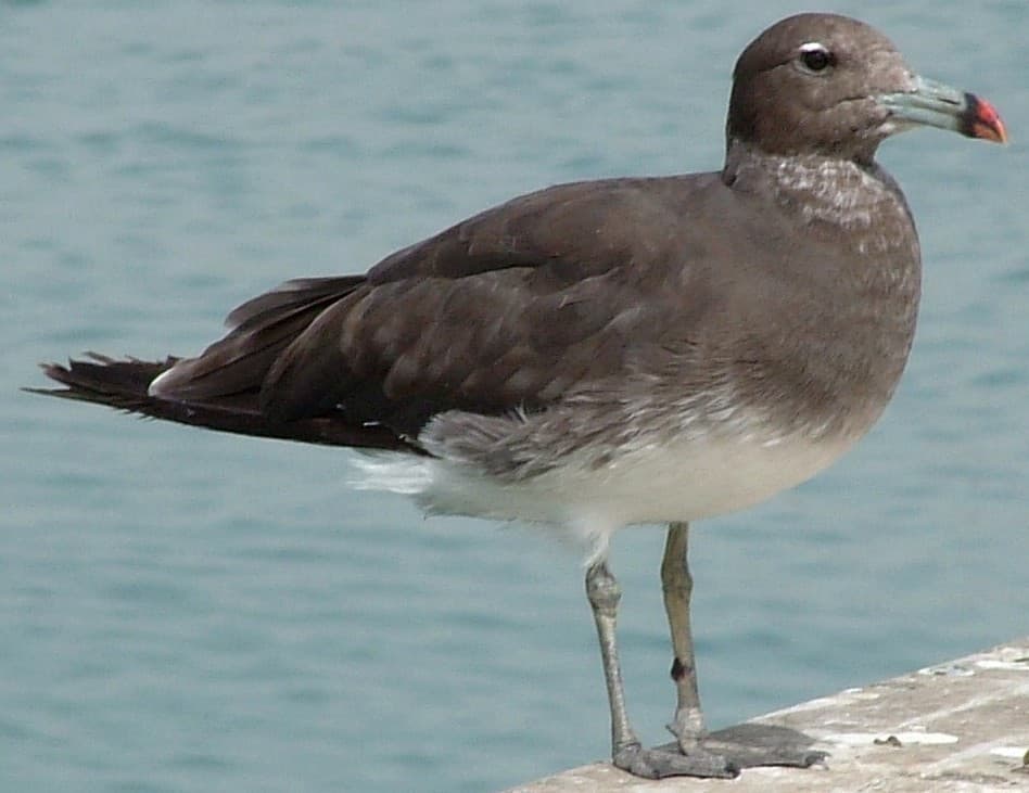 Sooty Gull|烟鸥 参考照片