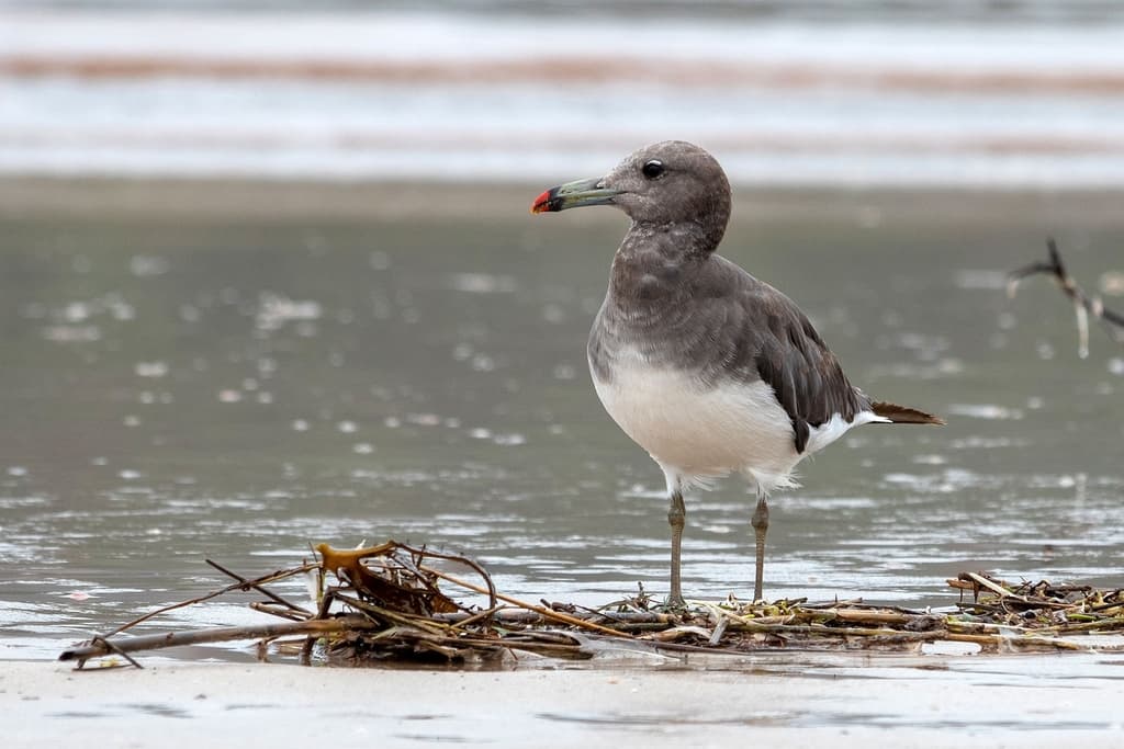 Sooty Gull|烟鸥 参考照片