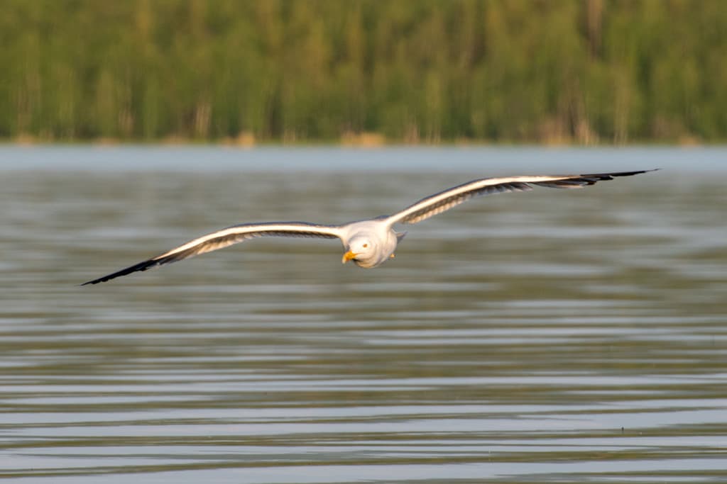 Steppe Gull|草原鸥 参考照片