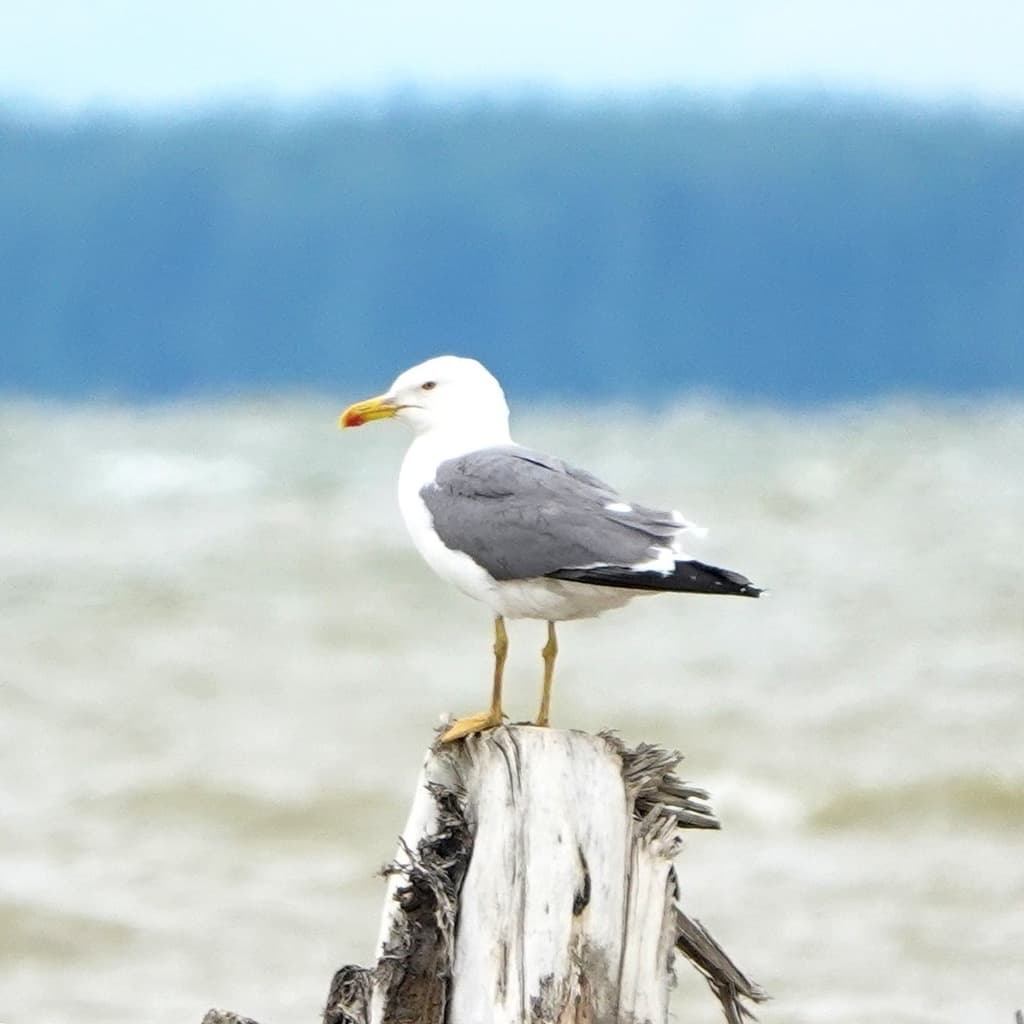 Steppe Gull|草原鸥 参考照片
