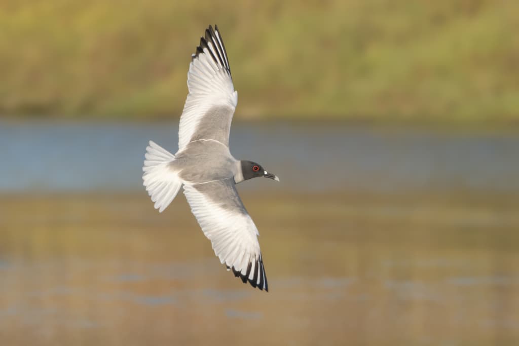 Swallow-tailed Gull|燕尾鸥 参考照片