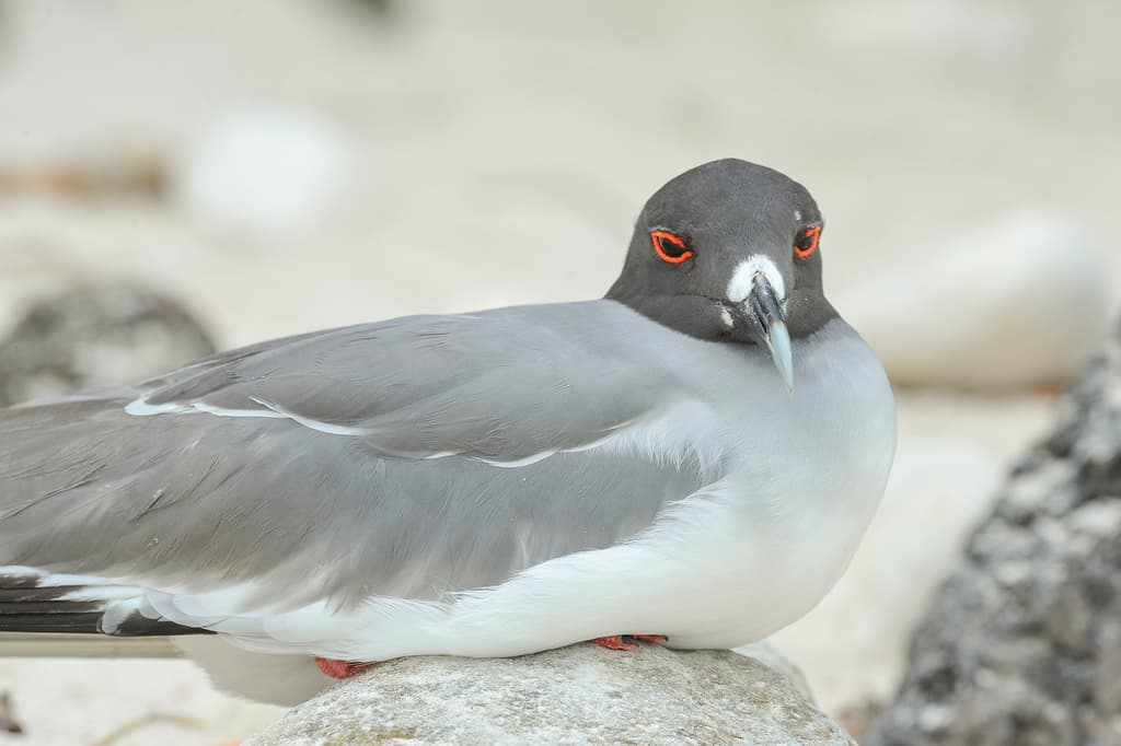Swallow-tailed Gull|燕尾鸥 参考照片