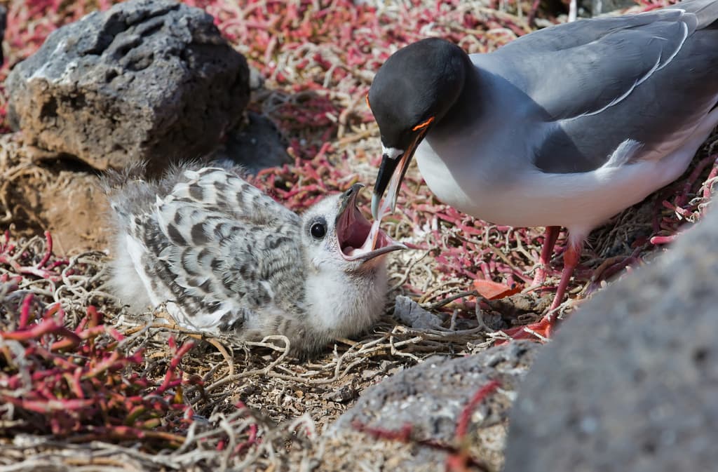 Swallow-tailed Gull|燕尾鸥 参考照片