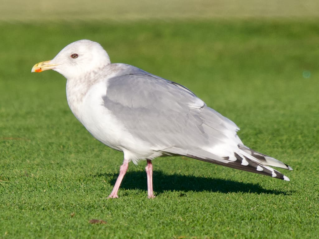 Thayer’s Gull|塞耶氏鸥 参考照片