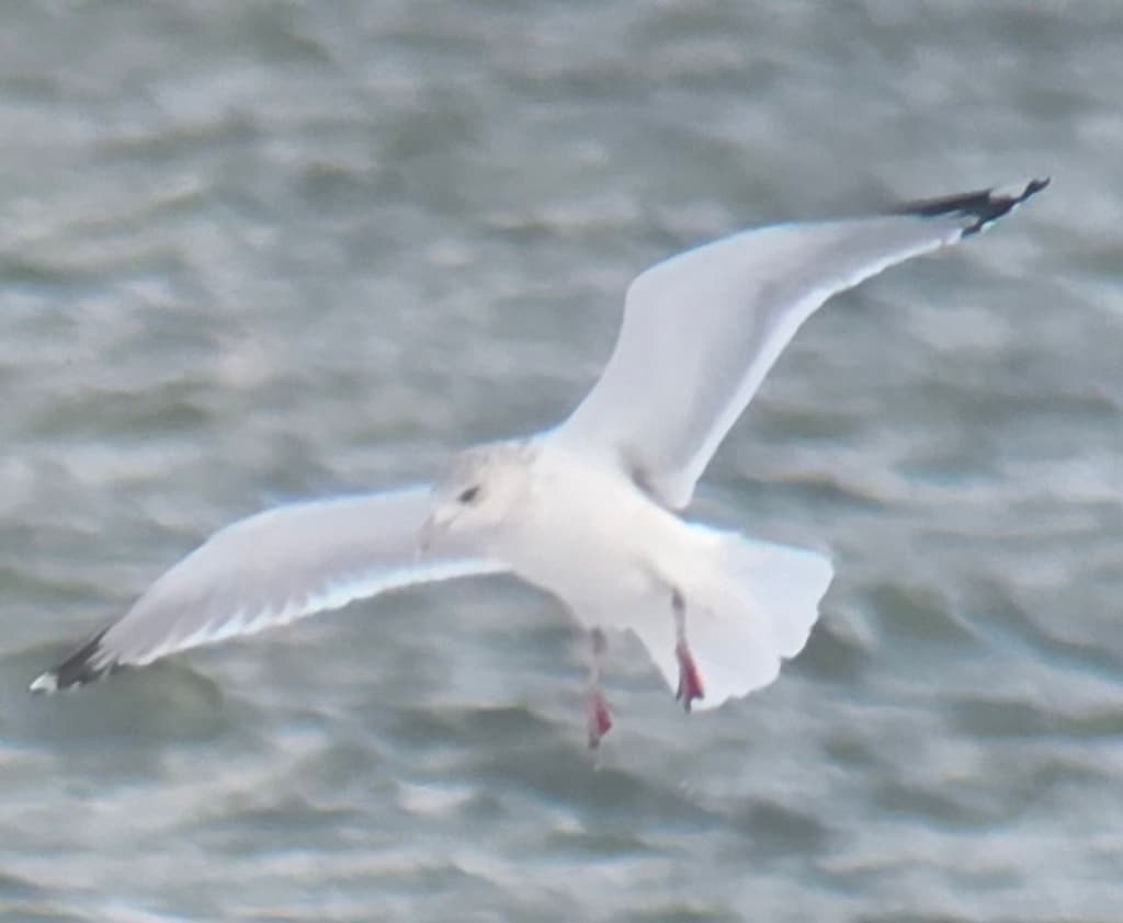 Thayer’s Gull|塞耶氏鸥 参考照片