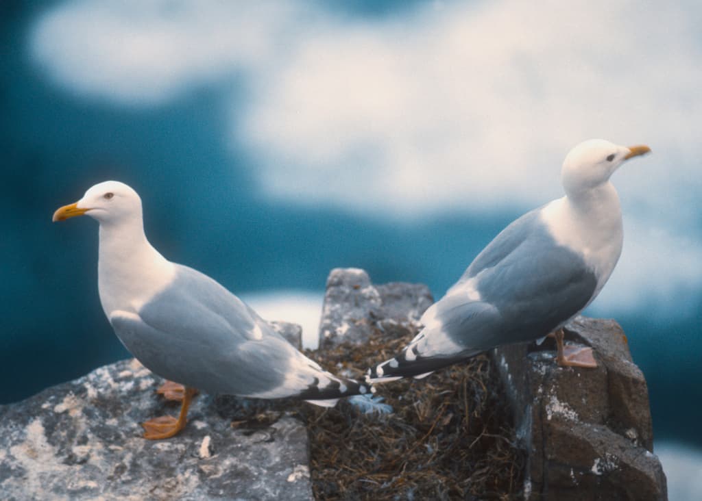 Thayer’s Gull|塞耶氏鸥 参考照片
