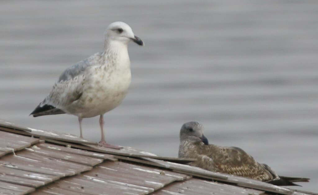 Vega Gull|织女银鸥 / 西伯利亚银鸥 参考照片