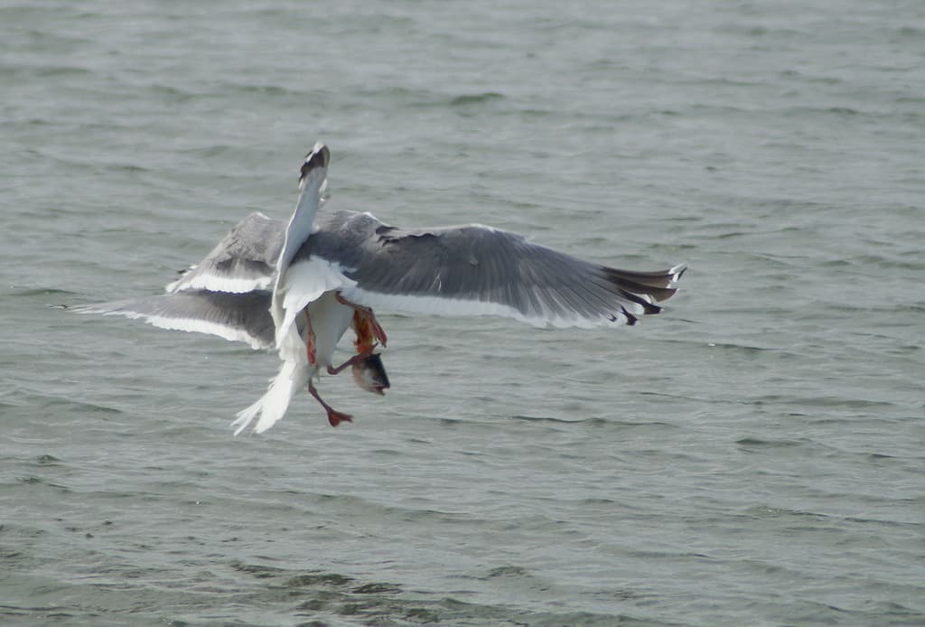 Vega Gull|织女银鸥 / 西伯利亚银鸥 参考照片
