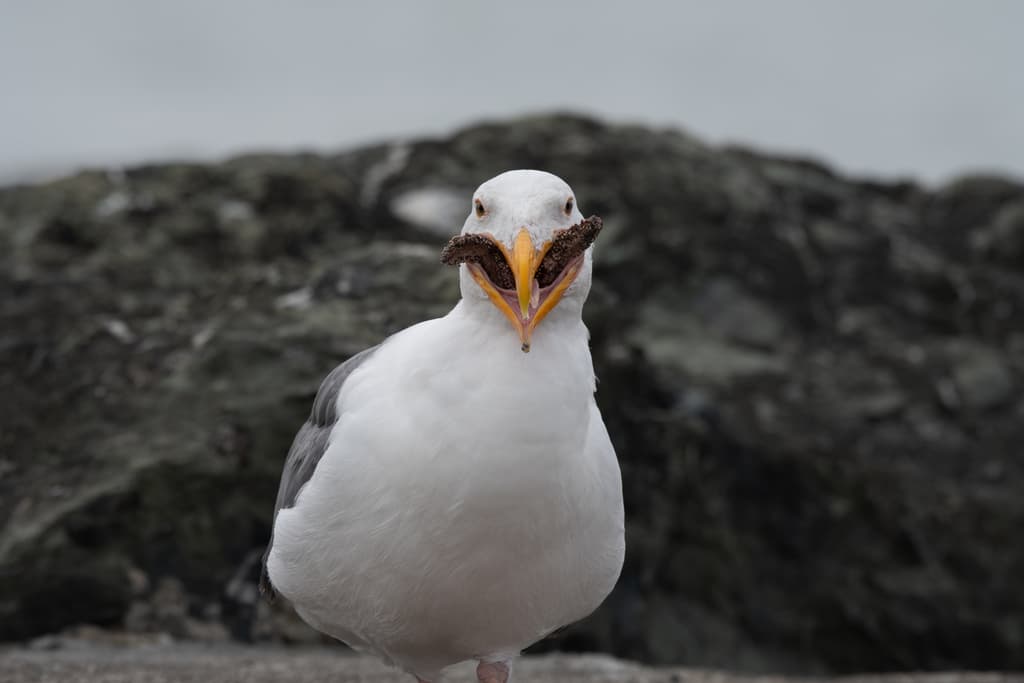 Western Gull|西美鸥 参考照片