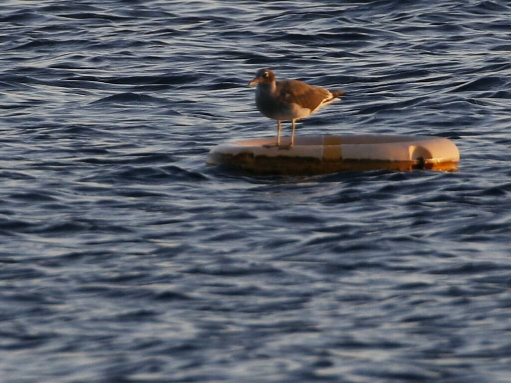 White-eyed Gull|白眼鸥 参考照片