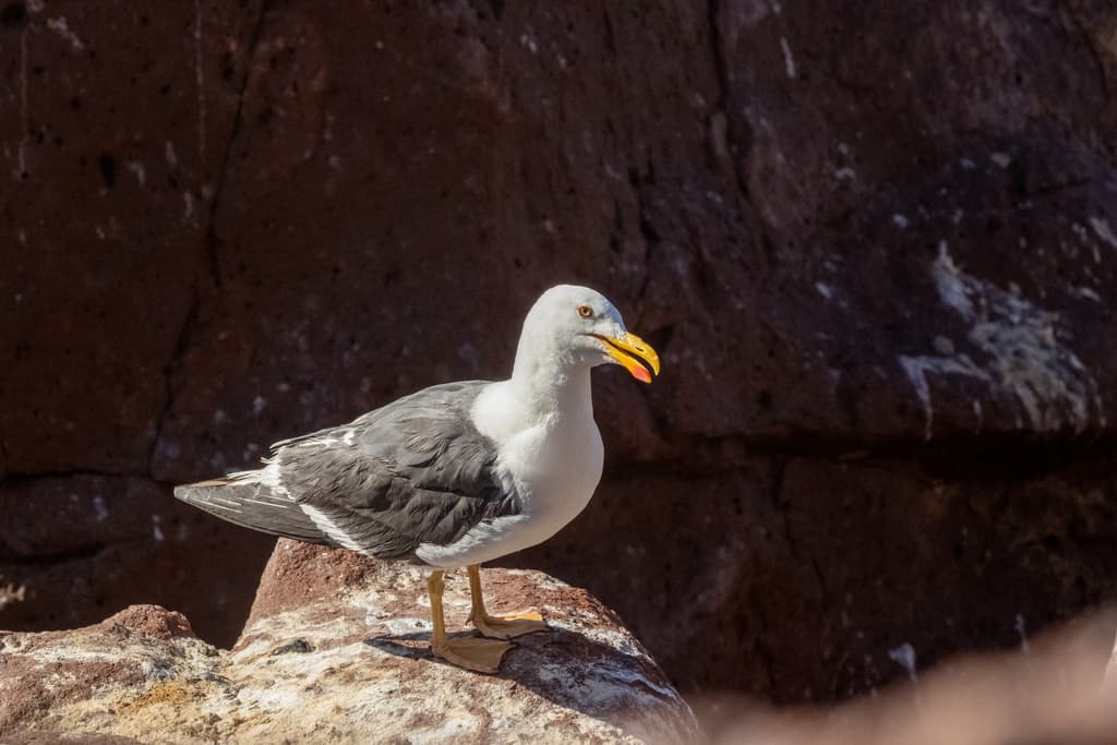 Yellow-footed Gull|黄脚鸥 参考照片