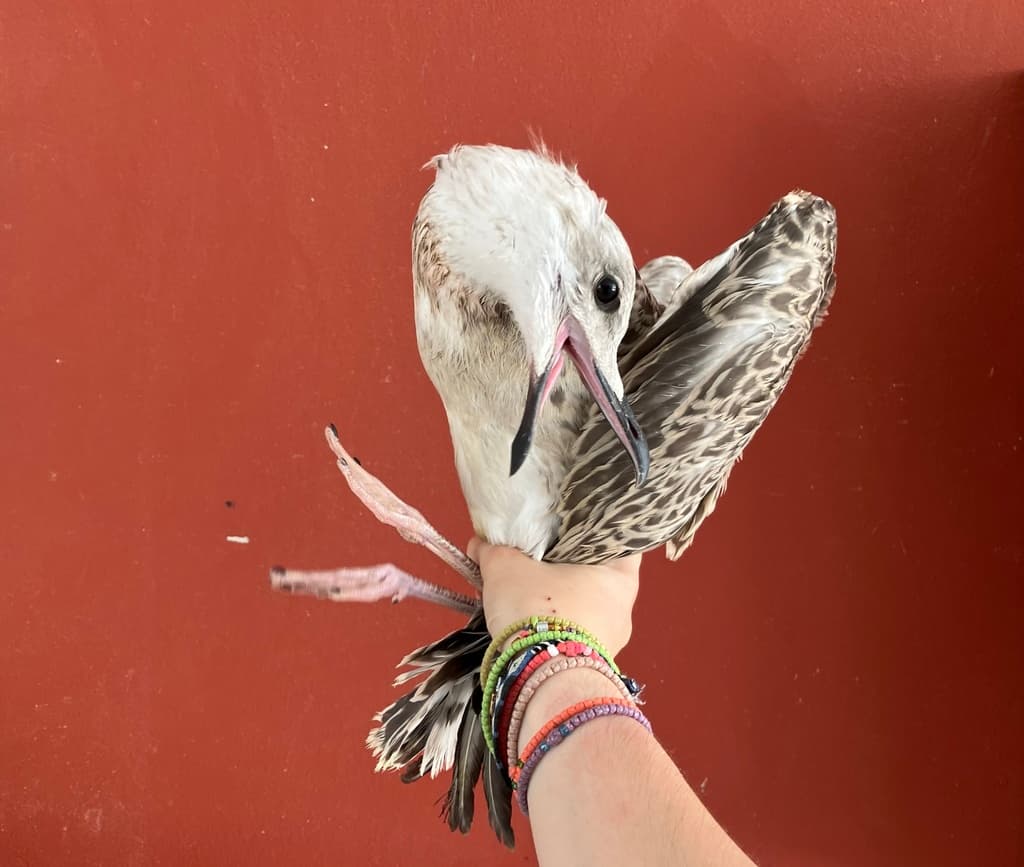 Yellow-legged Gull|黄腿银鸥 参考照片