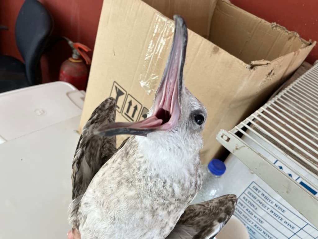 Yellow-legged Gull|黄腿银鸥 参考照片