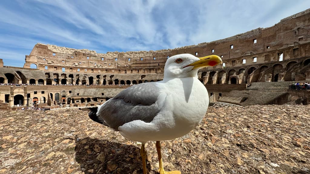 Yellow-legged Gull|黄腿银鸥 参考照片
