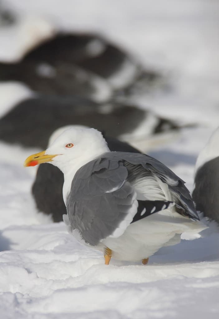 Yellow-legged Gull|黄腿银鸥 参考照片