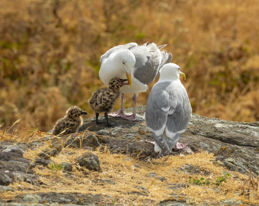 Glaucous-winged Gull|灰翅鸥 图鉴照片