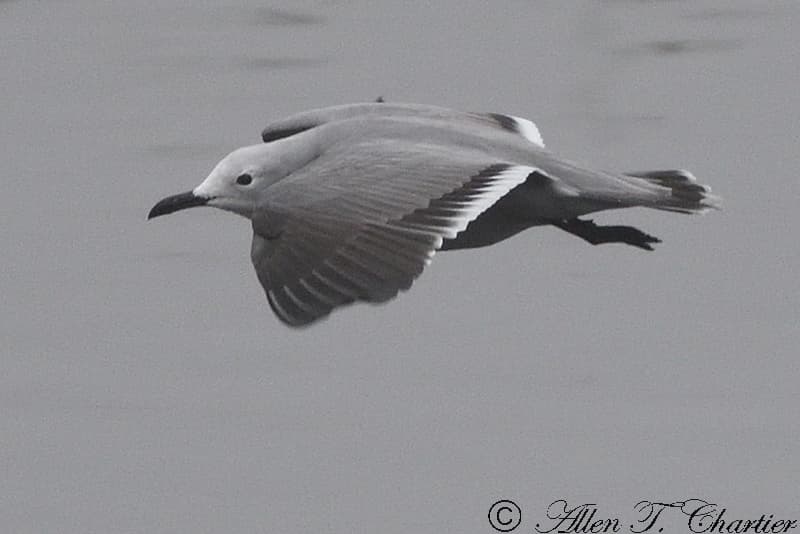 Gray Gull|灰鸥 图鉴照片