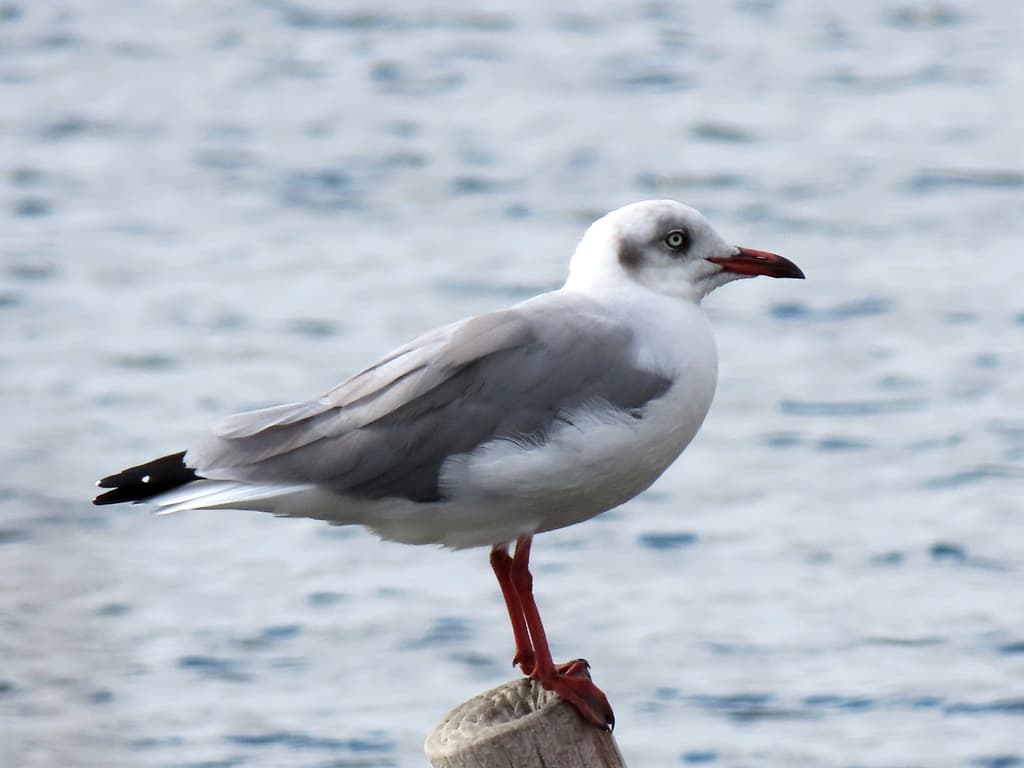 Gray-hooded Gull|灰头鸥 参考照片