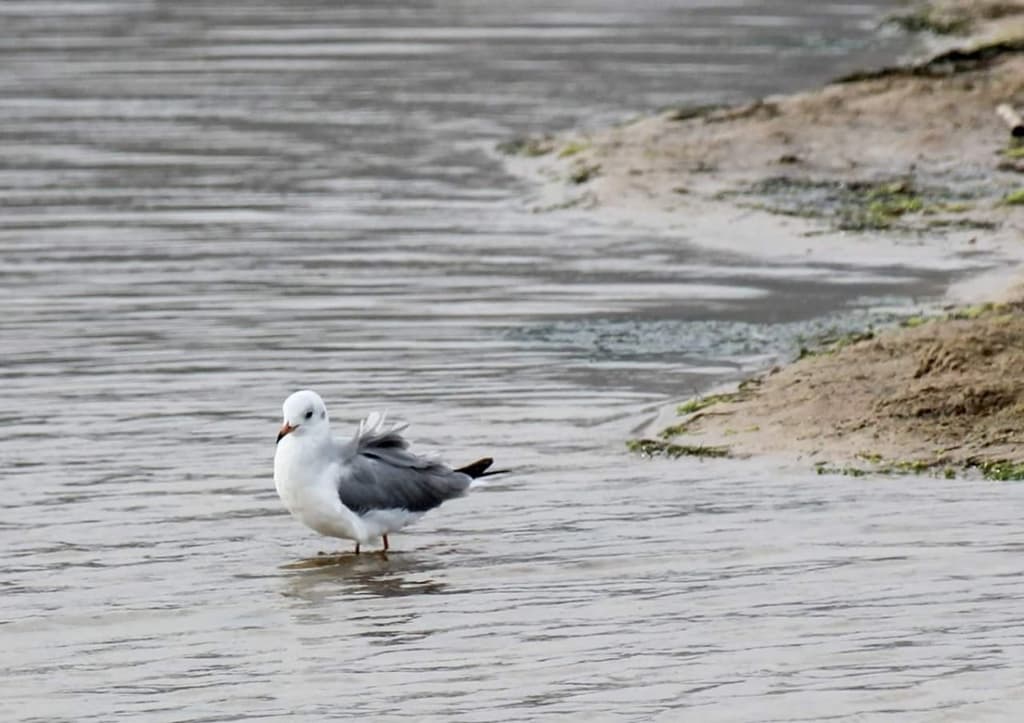 Hartlaub’s Gull|哈特劳布鸥 图鉴照片
